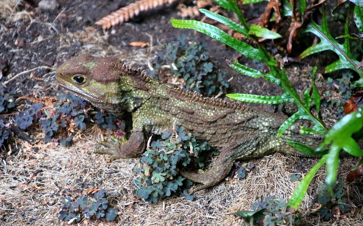tuatara invercargill tuatara invercargill